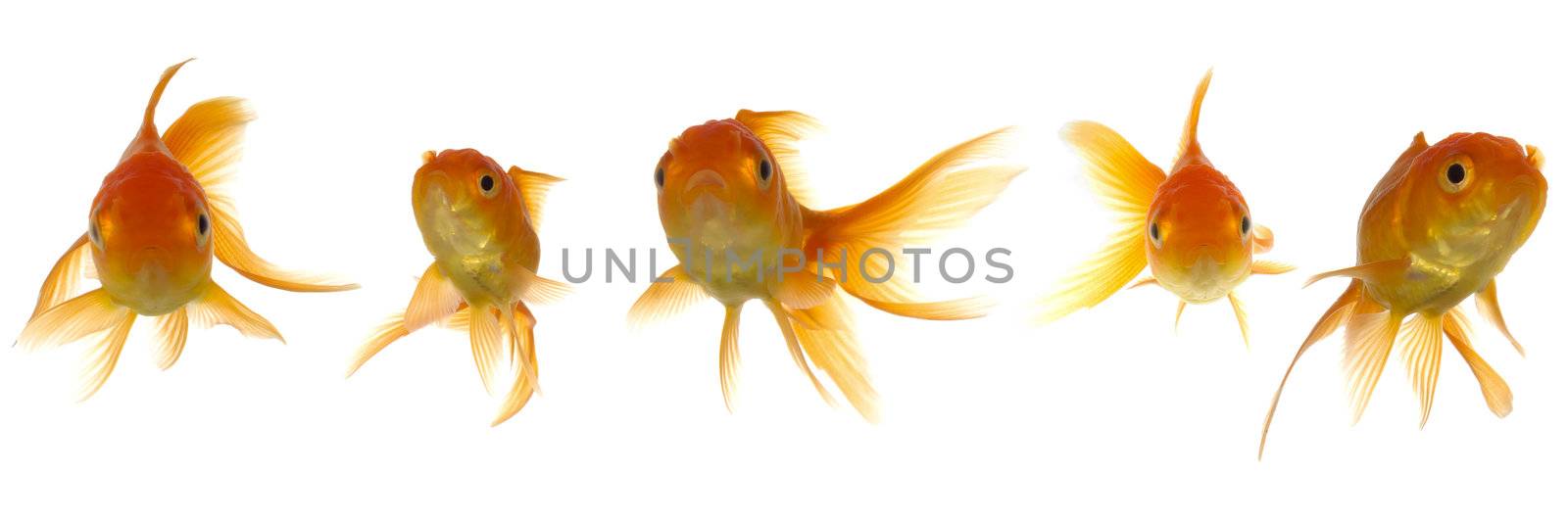 Goldfish lokking by cfoto