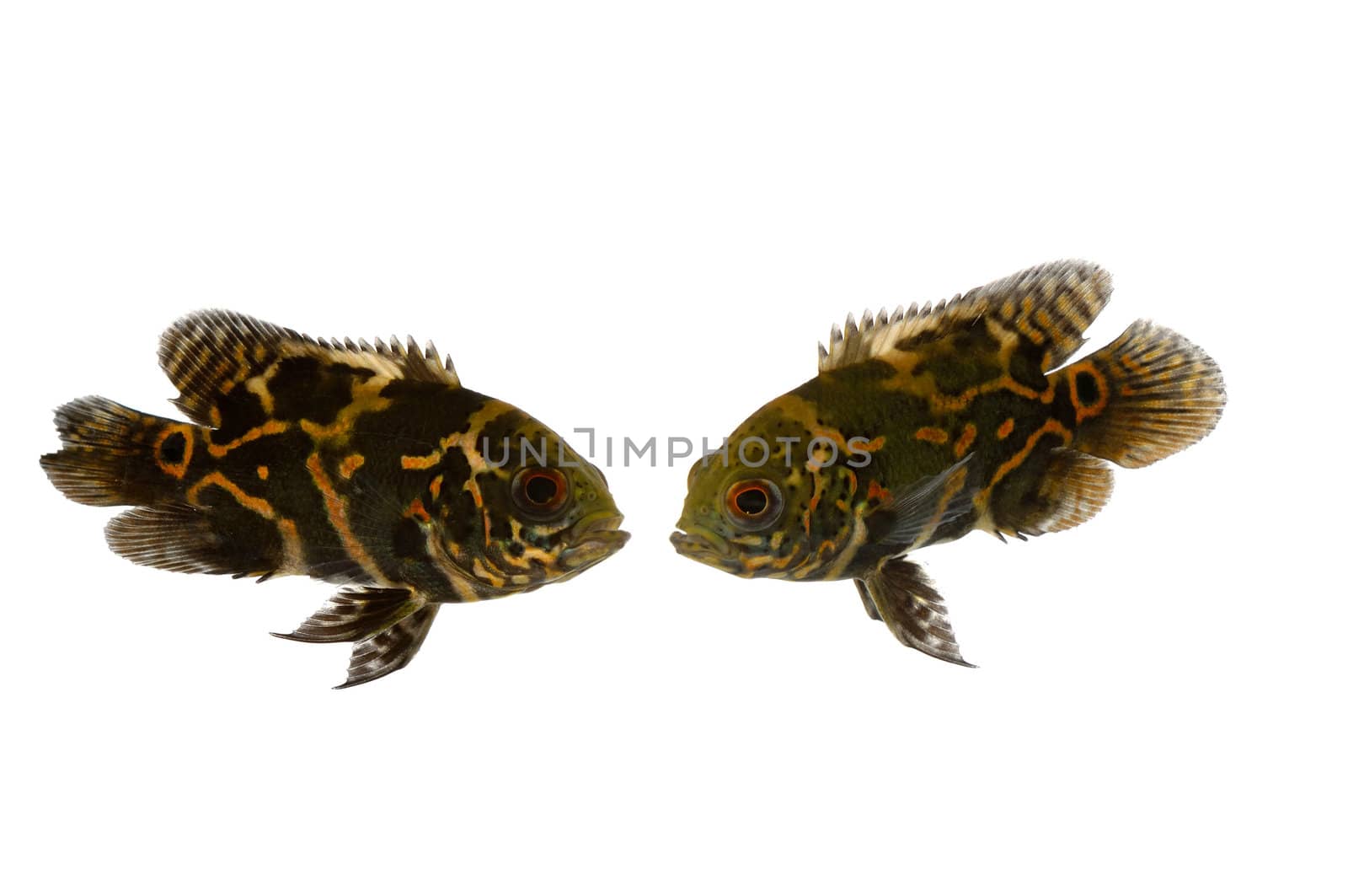 Two fish are looking at eachother. Taken on a clean white background.
