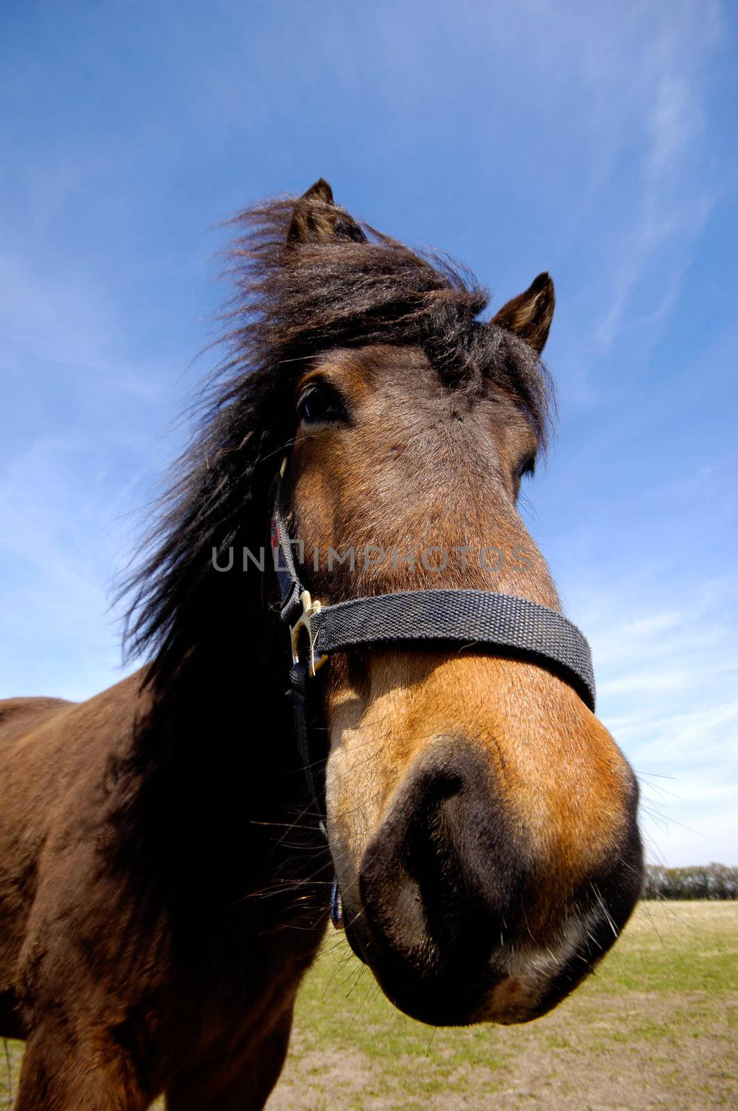 Wide angle shot of horse face. The horse is looking interested.