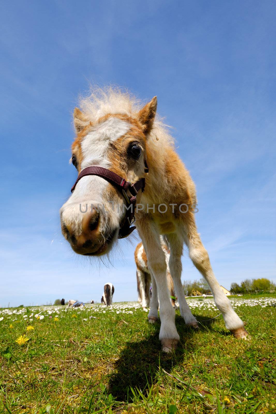 Foal on green grass at summer by cfoto