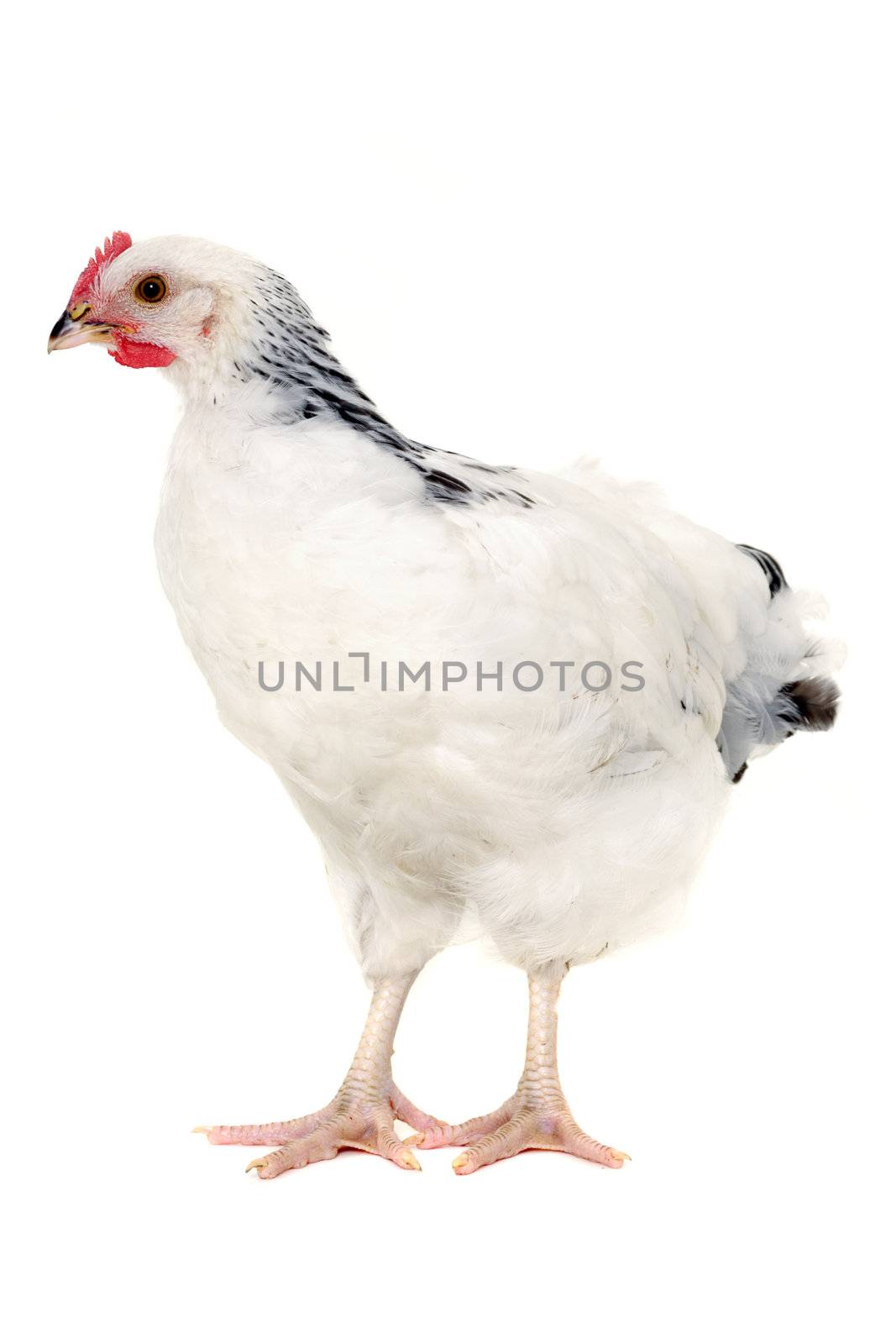 Hen by cfoto