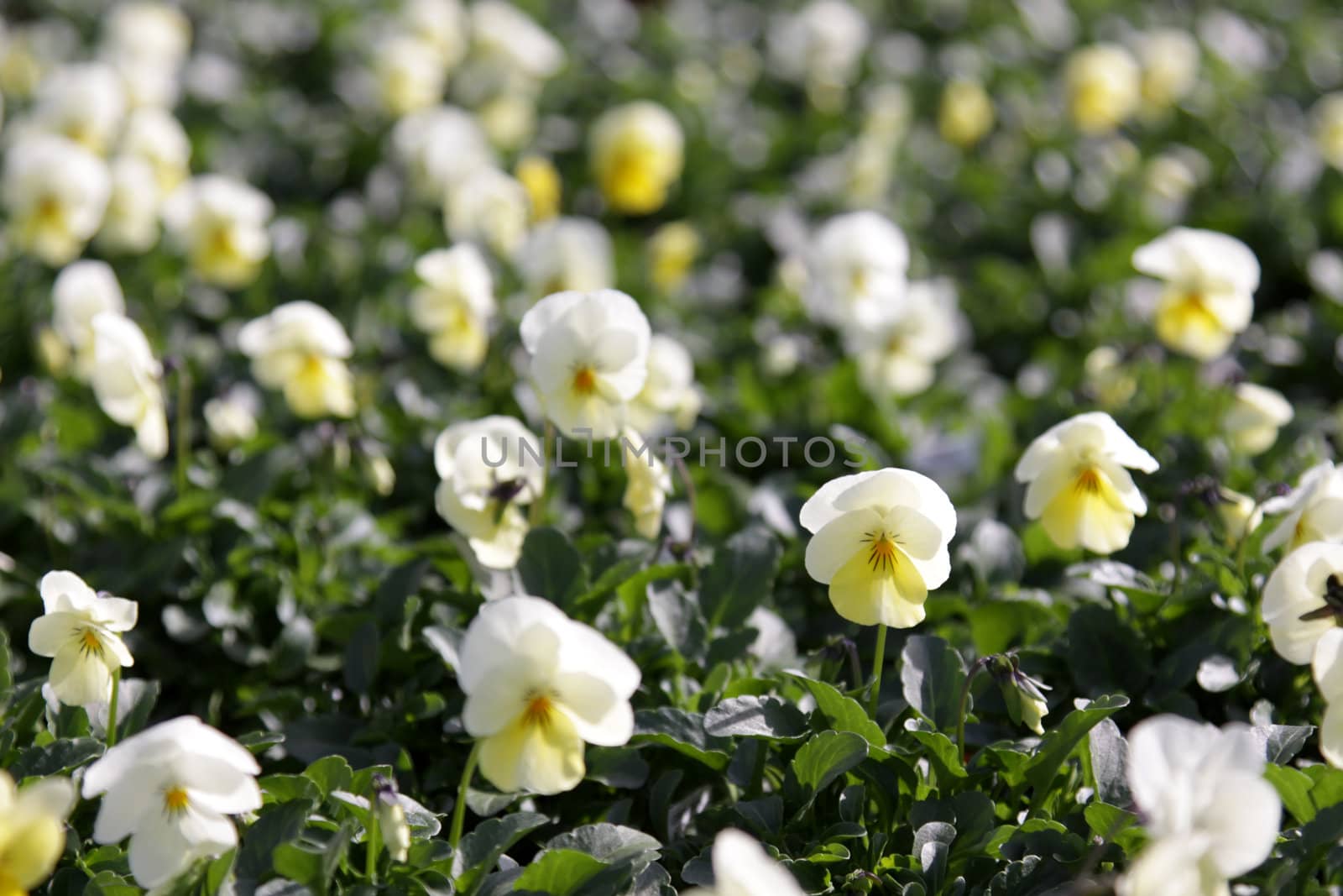Yellow Violas
 by ca2hill