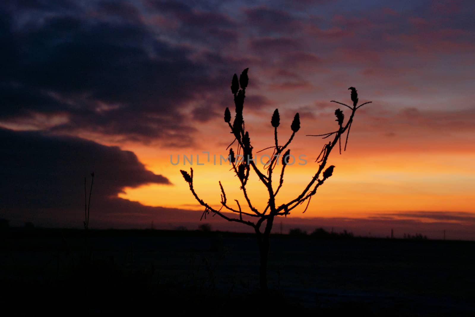 Little bush in early morning sunrise. Nice colors.