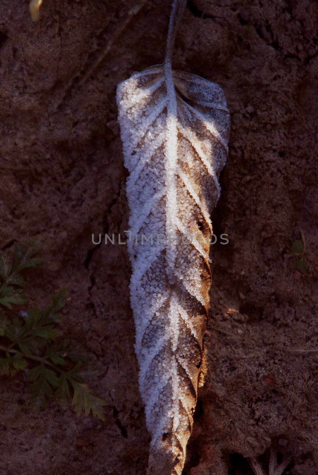 Abundance of fallen autumn leaves covered by white frost