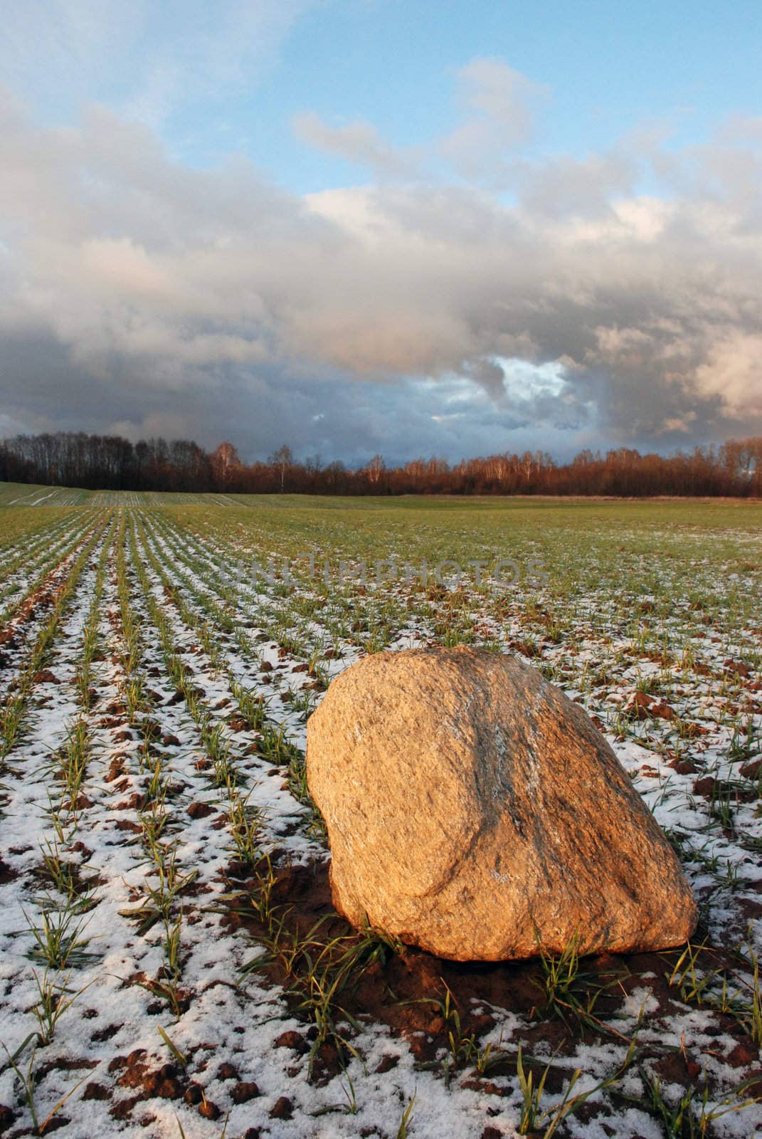 Seedlings of winter crops and stone thawed during the winter thaw