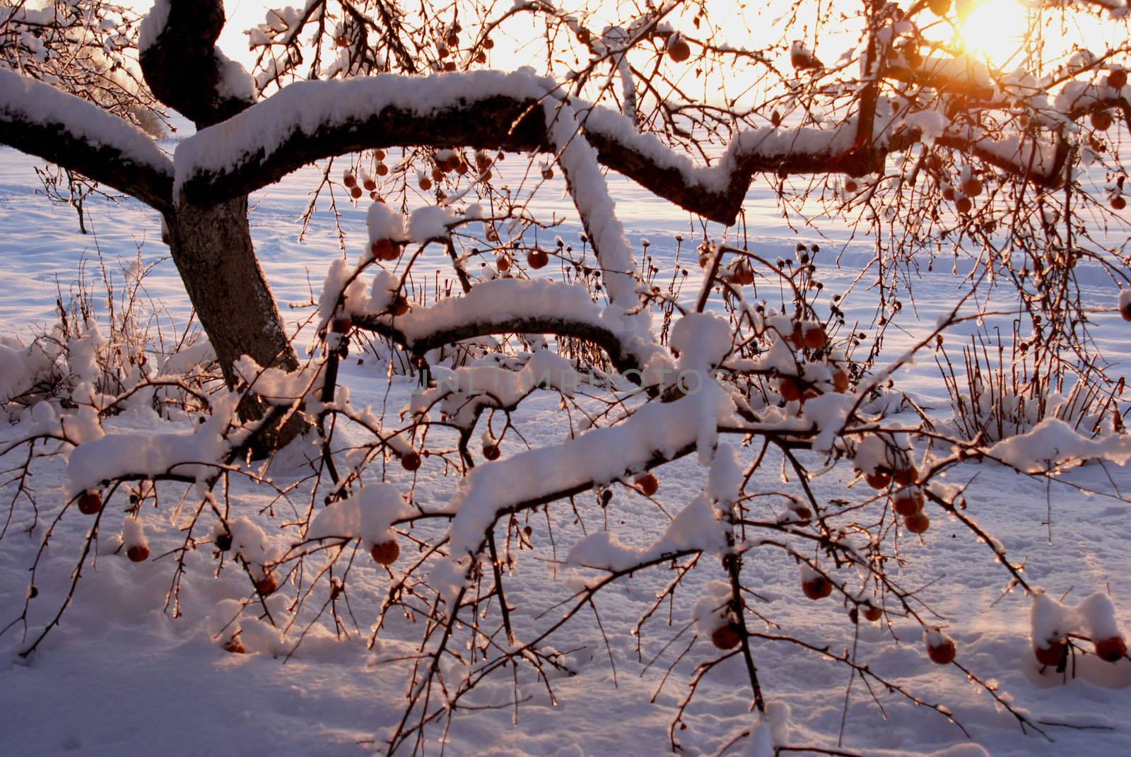 Early winter garden. Apple tree and it's fruits covered by snow.