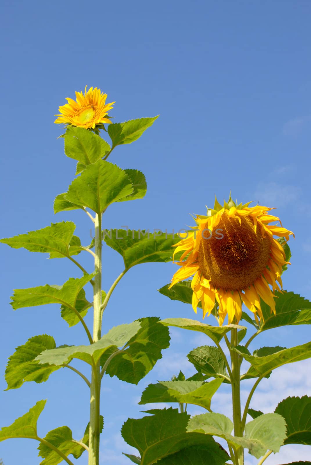 Sunflowers have always come in different sizes