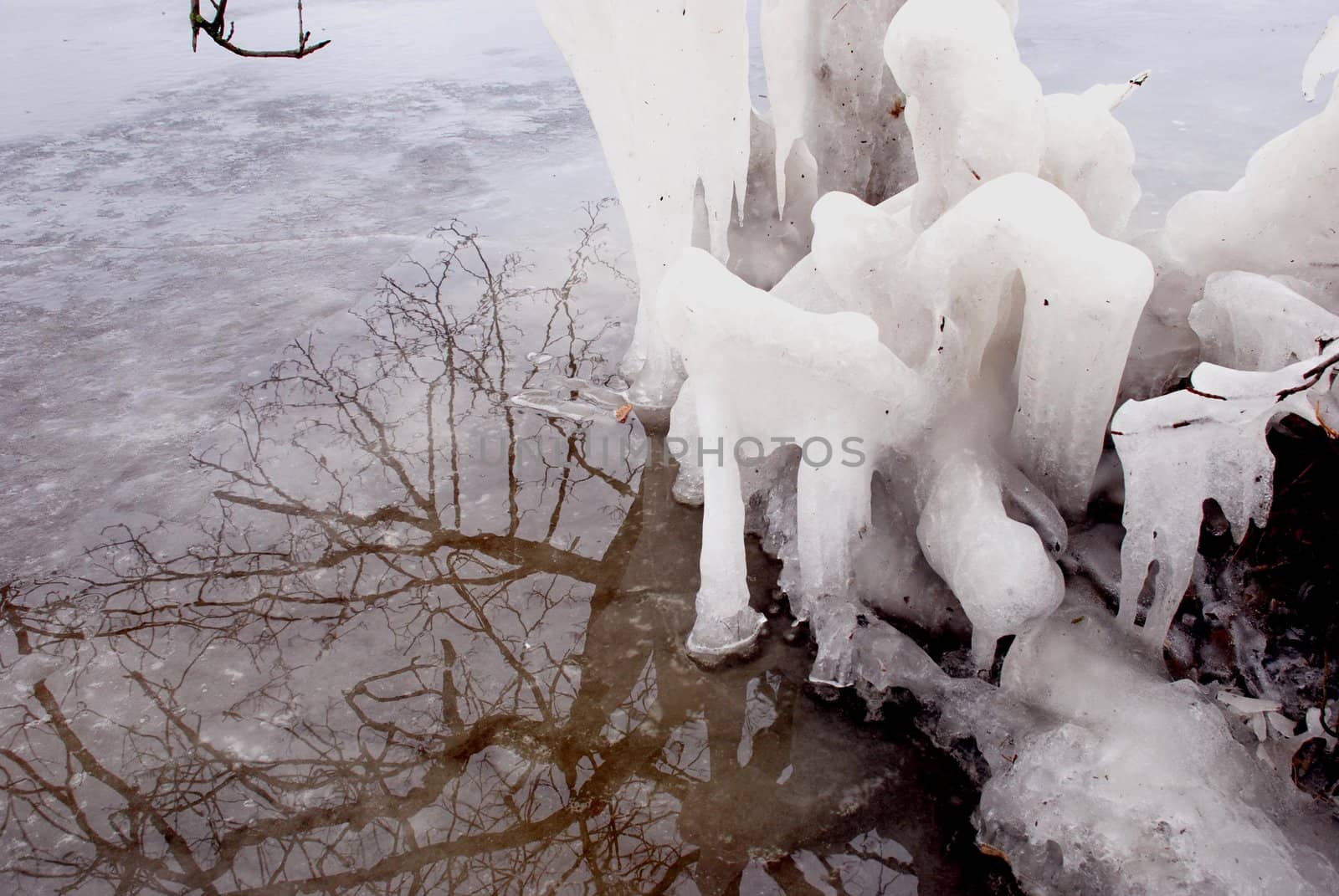 Icicles adorned the branches of trees by the lake
