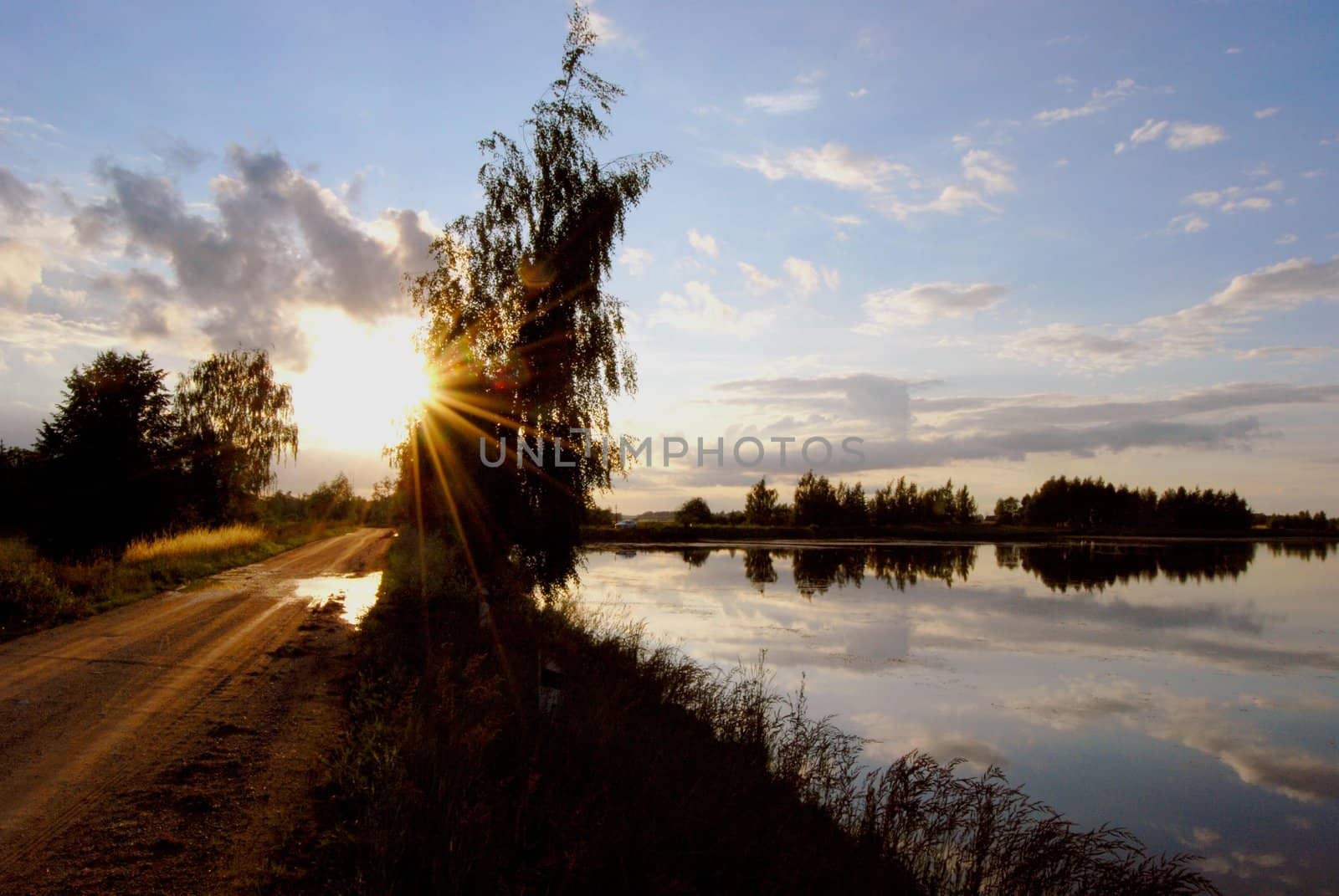 Evening way through the birch and lake