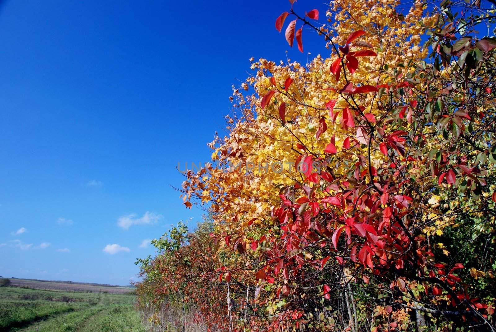 The first bright autumn colors in the trees and bushes