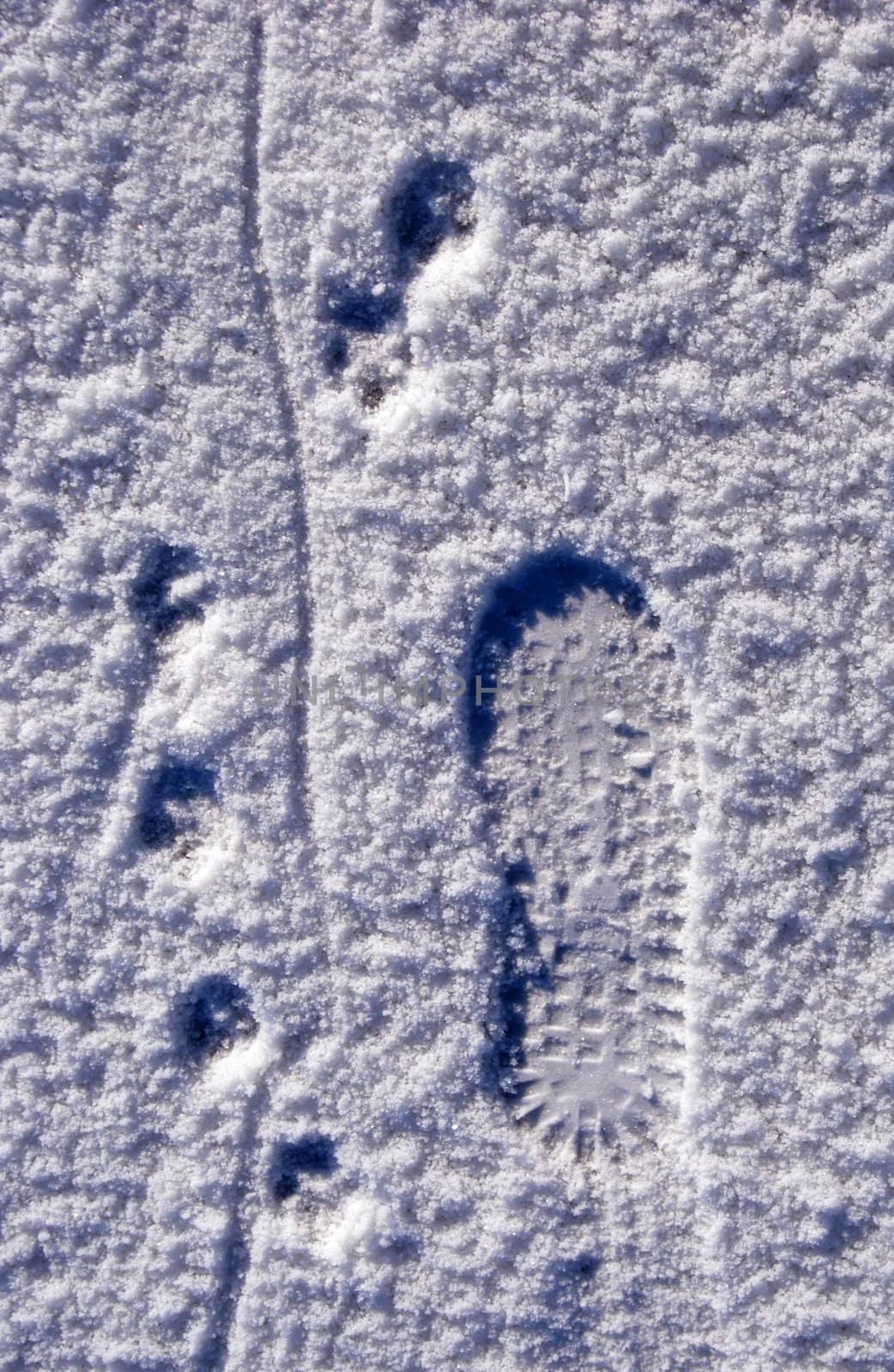 Man came here with his four-legged friend. Traces on snow.