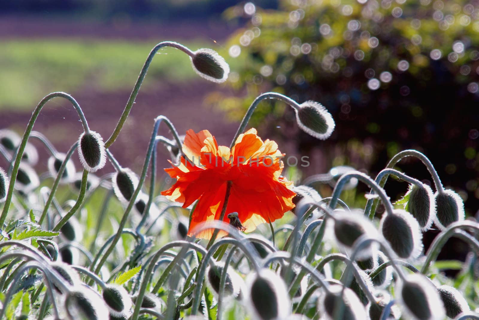 Not long to wait for alive poppies bouquet