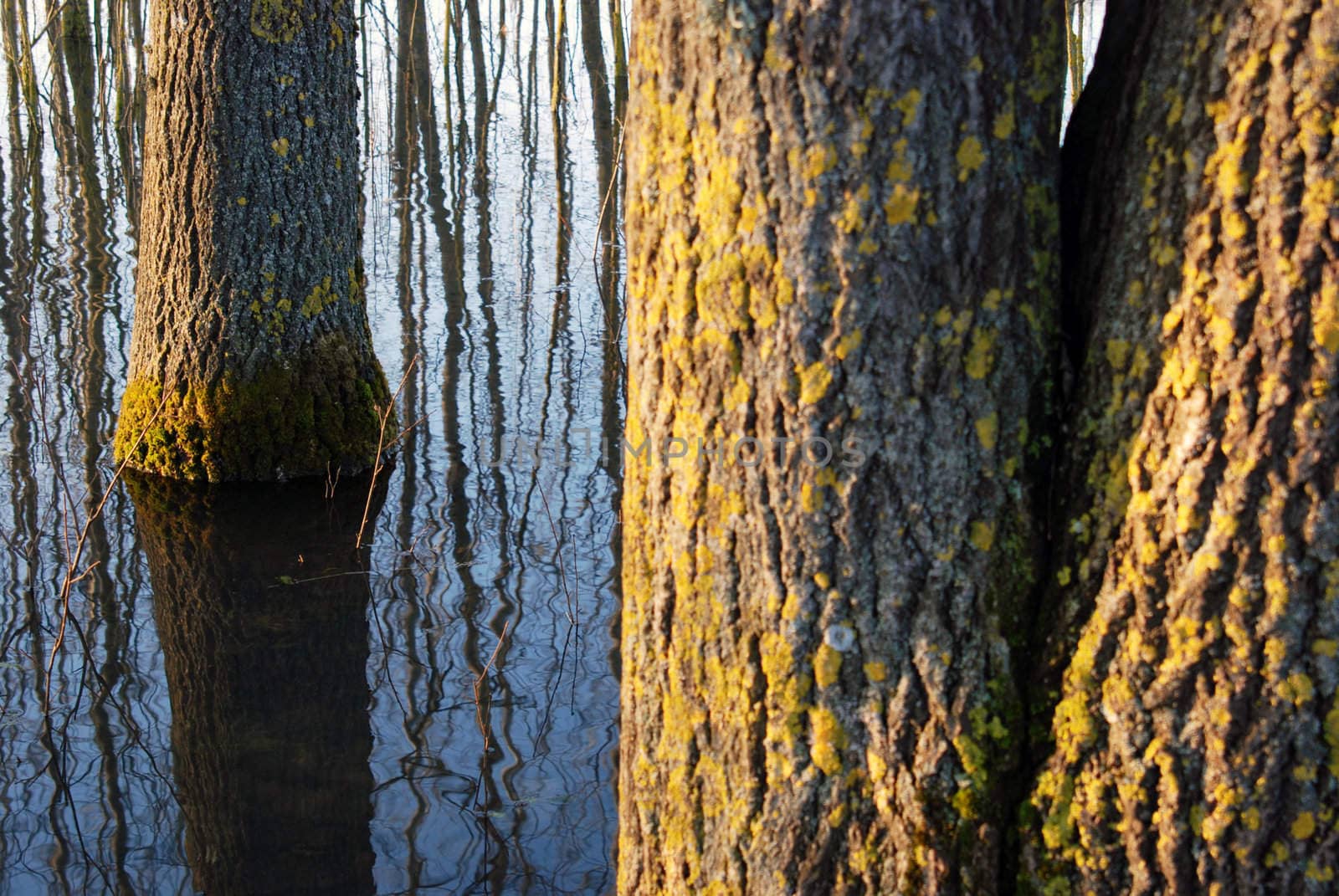 Aspen sinking because of spring flood.