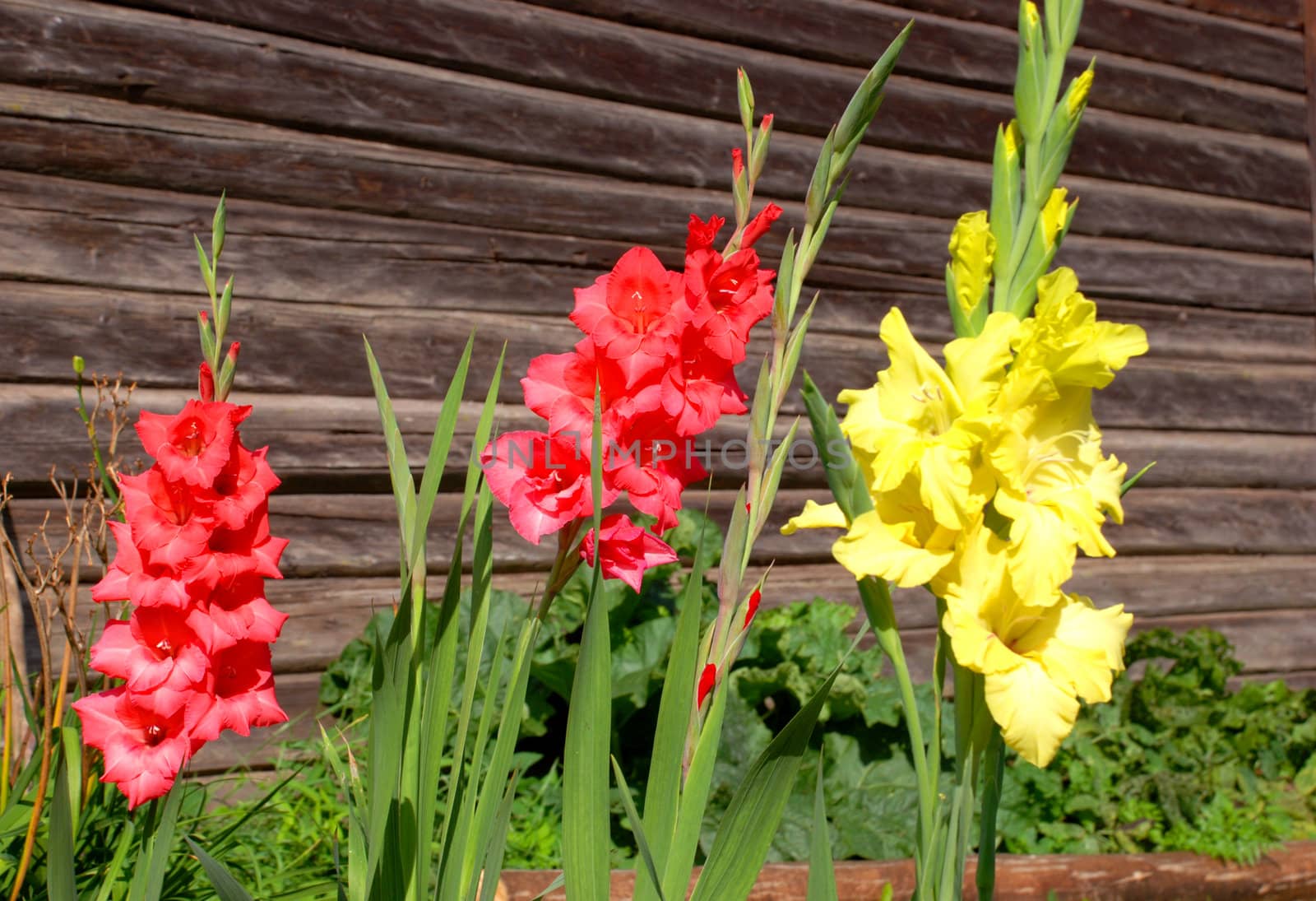 Multicolored gladioli - the traditional old village flower