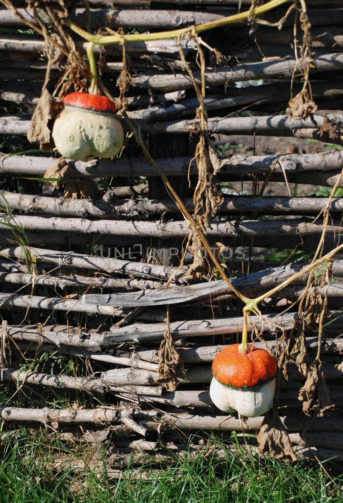Decorative pumpkins on trellis fence looks like mushrooms