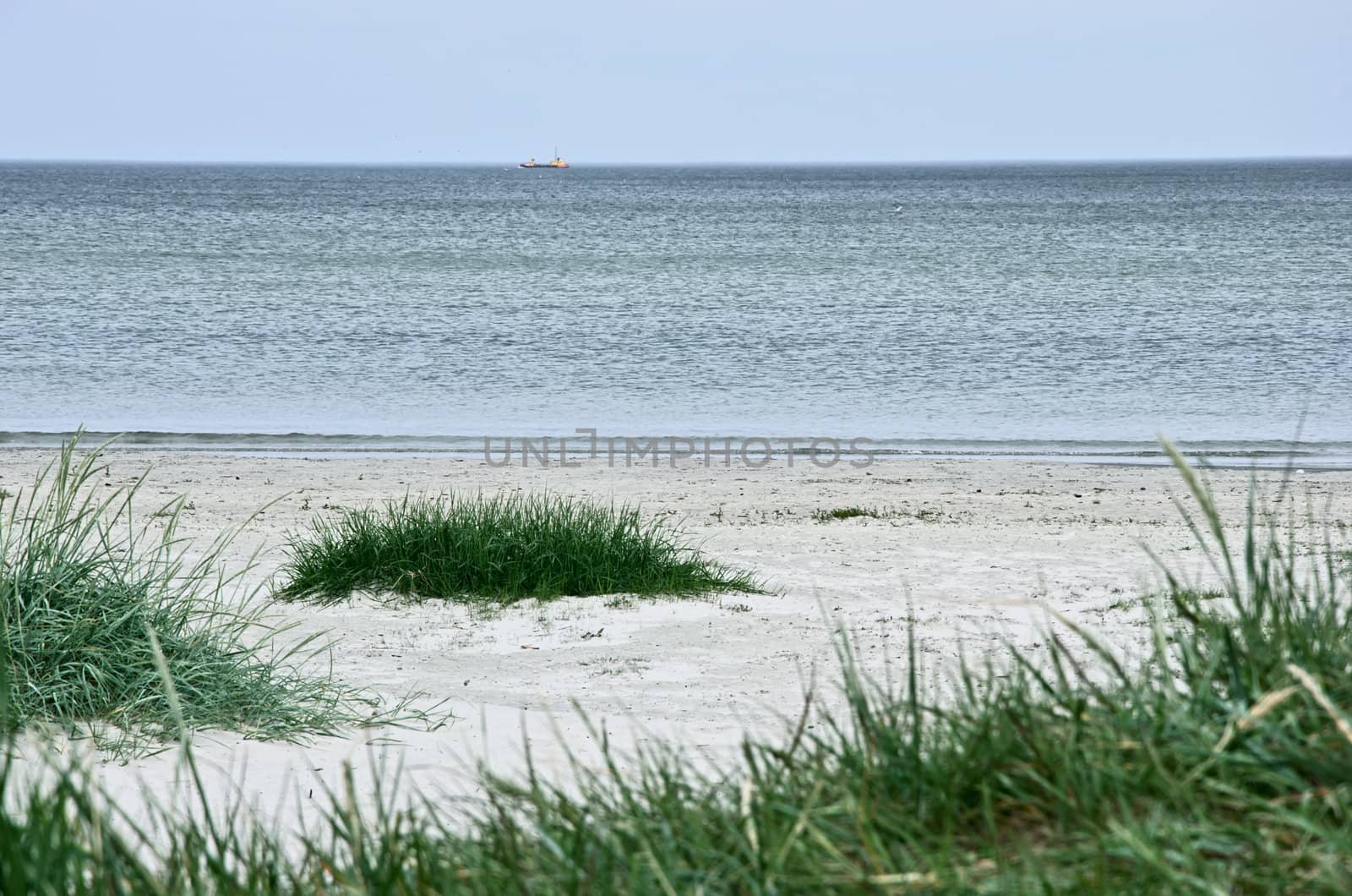 Green grass on a deserted beach