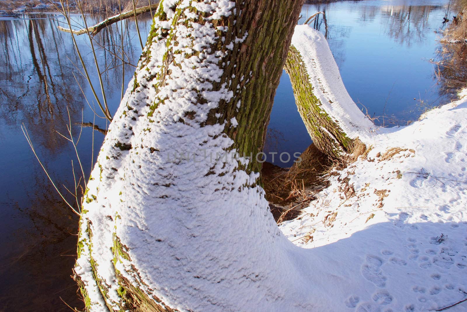 Riverside willow trunks adorned with freshly fallen snow