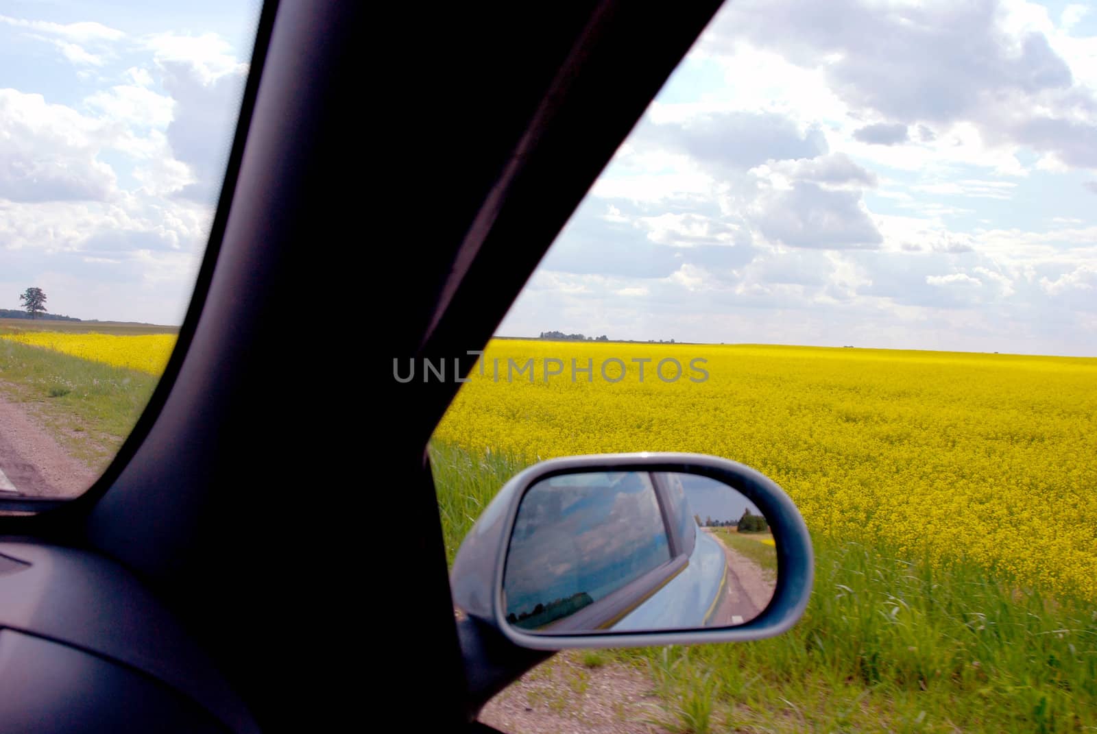 Midsummer journey through the yellow rape fields