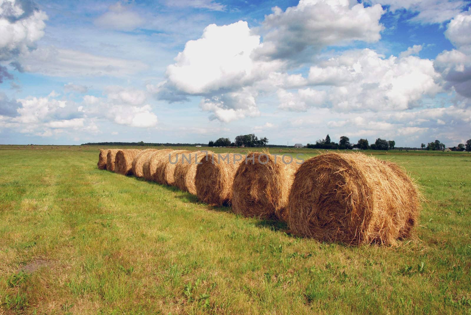 Rye harvest month scenery with straw bales