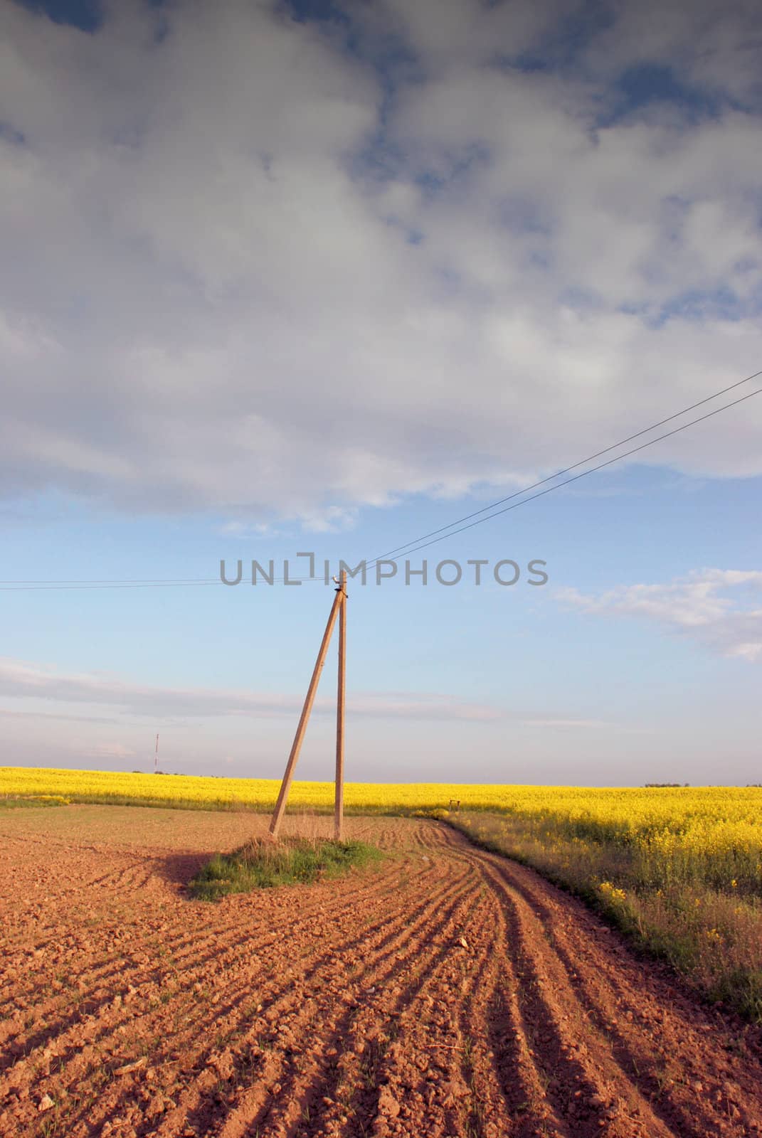 Flowering fields by sauletas