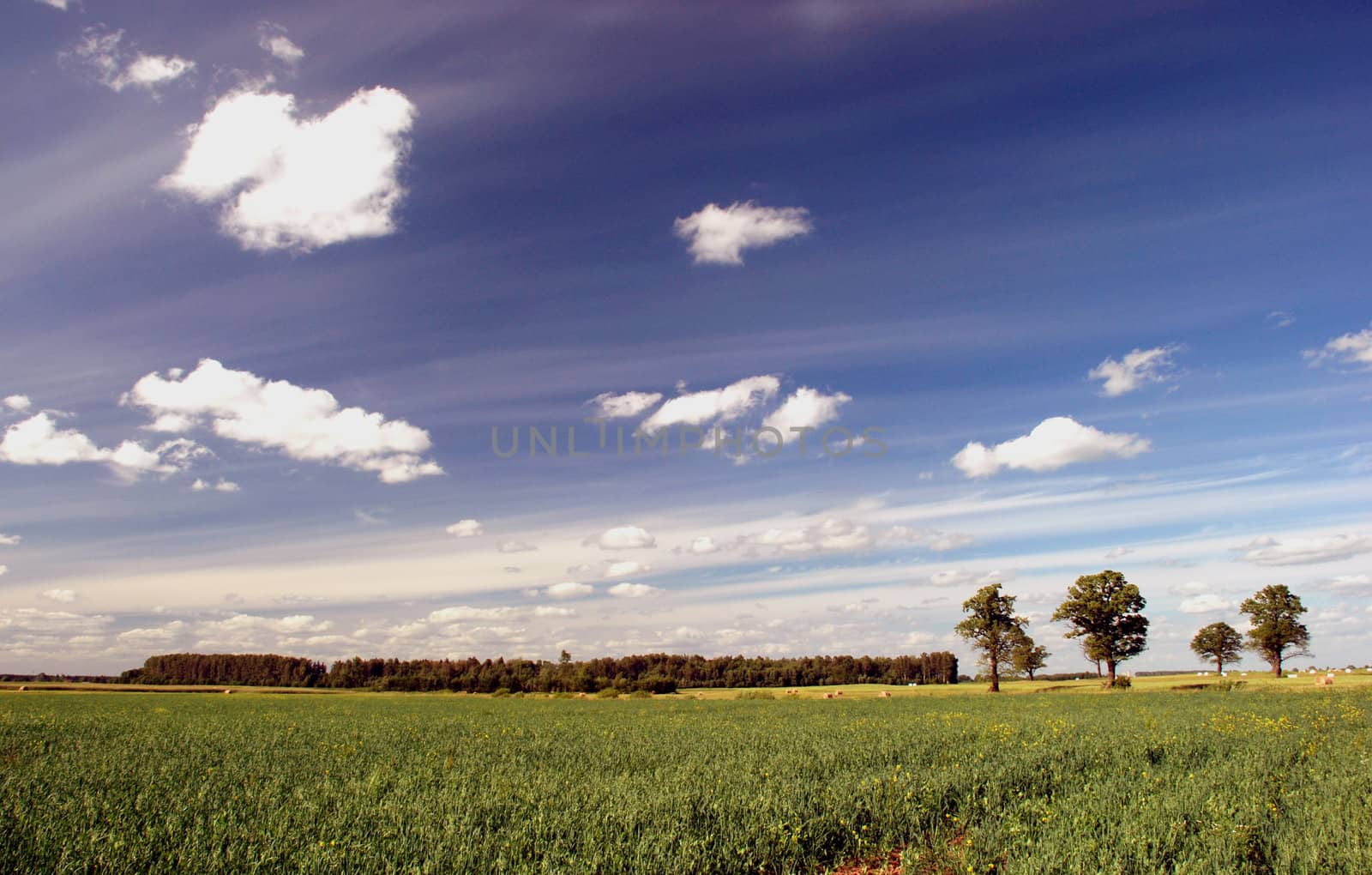 Agrarian summer landscape with oaks and grove