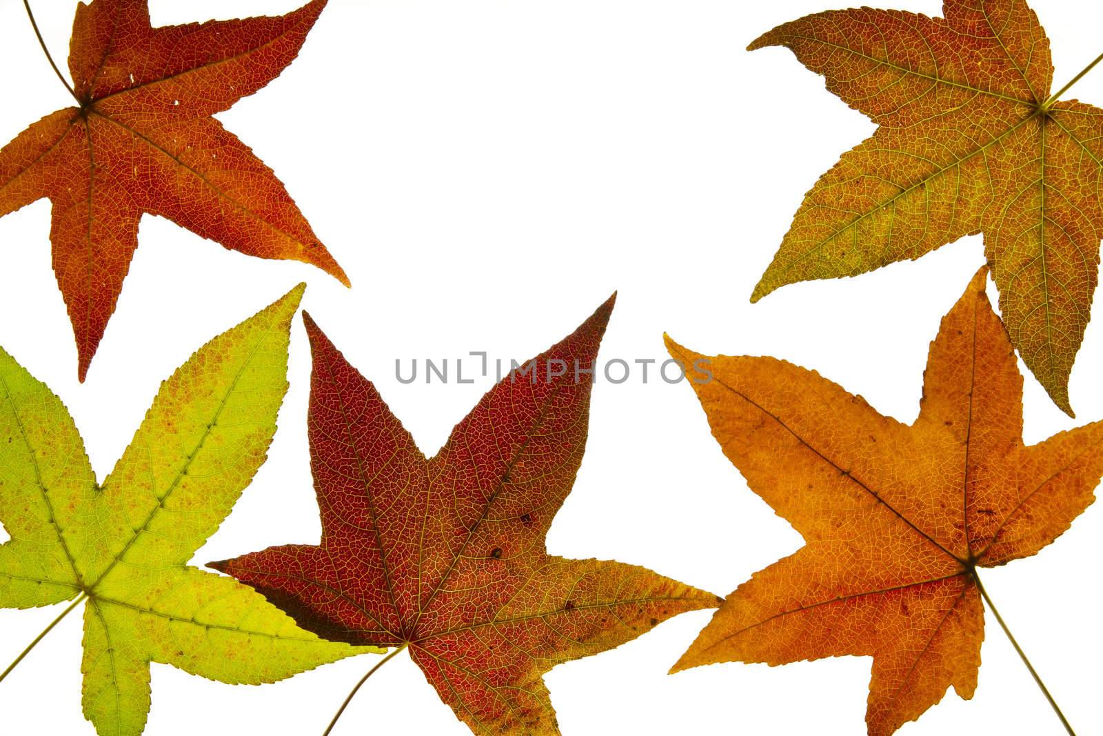 Liquid Amber Tree Fall Leaves Backlit by Davidgn