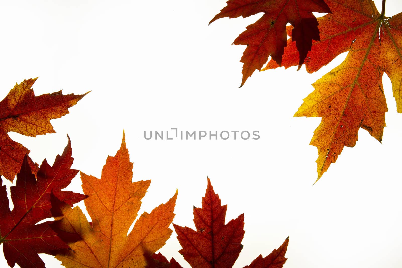 Maple Leaves Mixed Fall Colors Backlit 2 by Davidgn