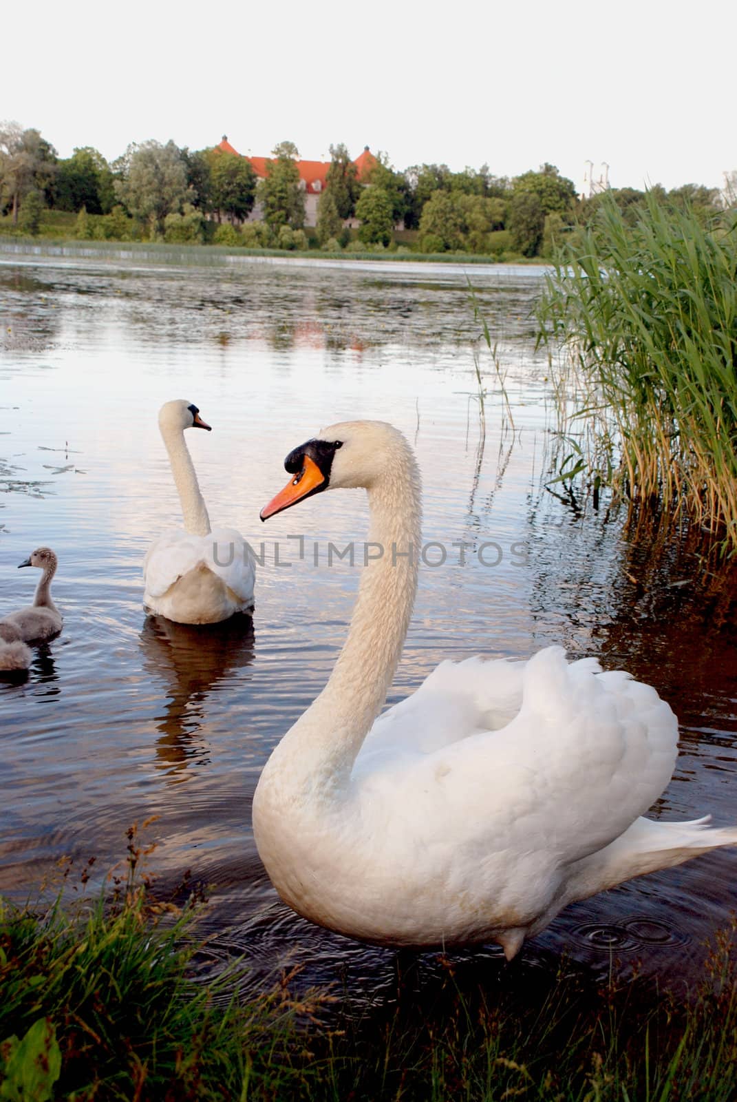 A pair of swans with broods near summer time lake