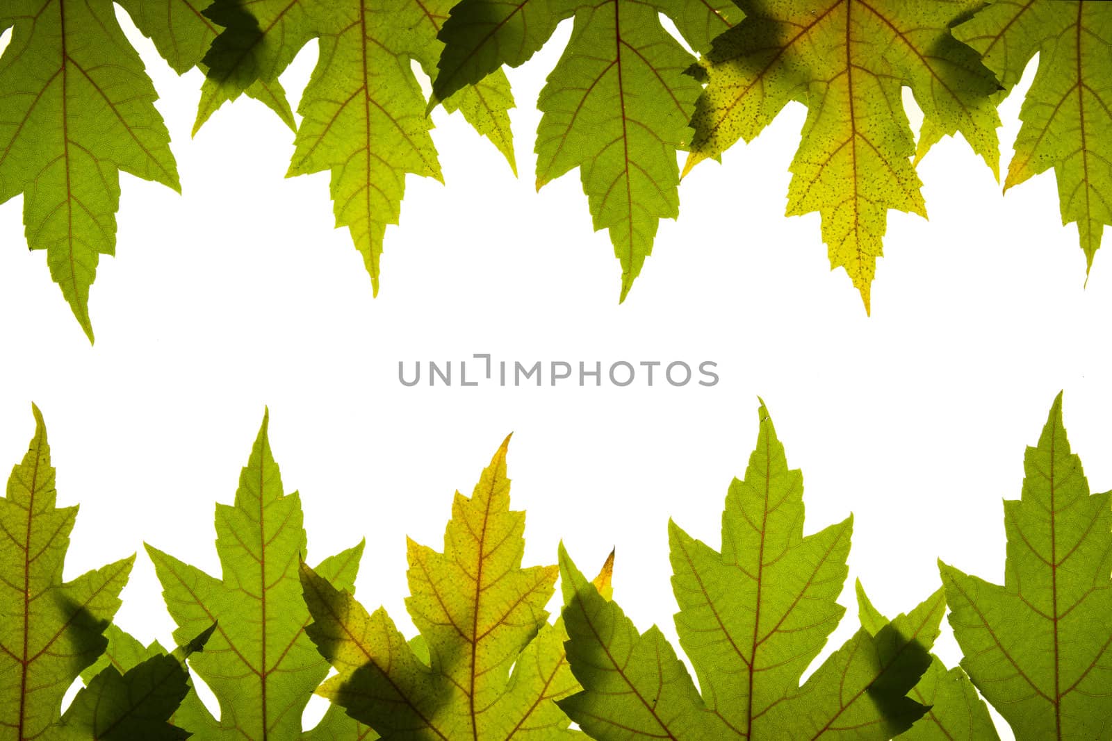 Maple Leaves Green with Red Veins Backlit by Davidgn