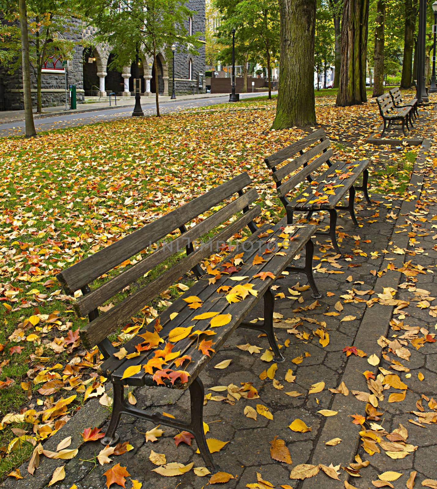 Fall Leaves on Benches Along Park 2 by Davidgn