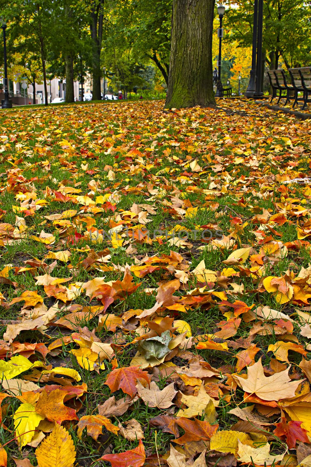 Maple and Elm Trees Fall Leaves on Lawn Grass in the Park