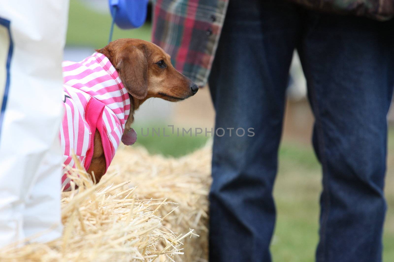 Dachshund by MichaelFelix