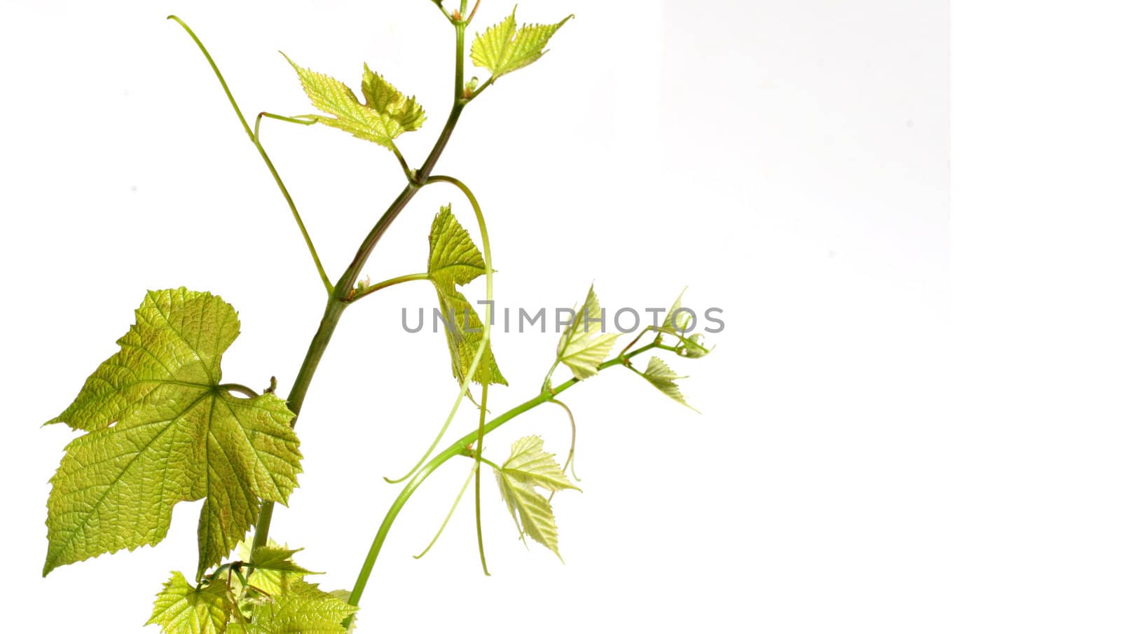 Vine with green grape leaves on white background