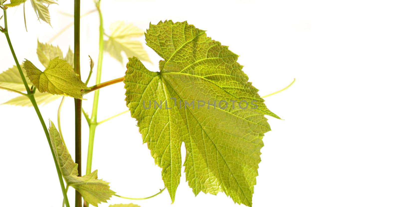 Grape vine with leaves on white background