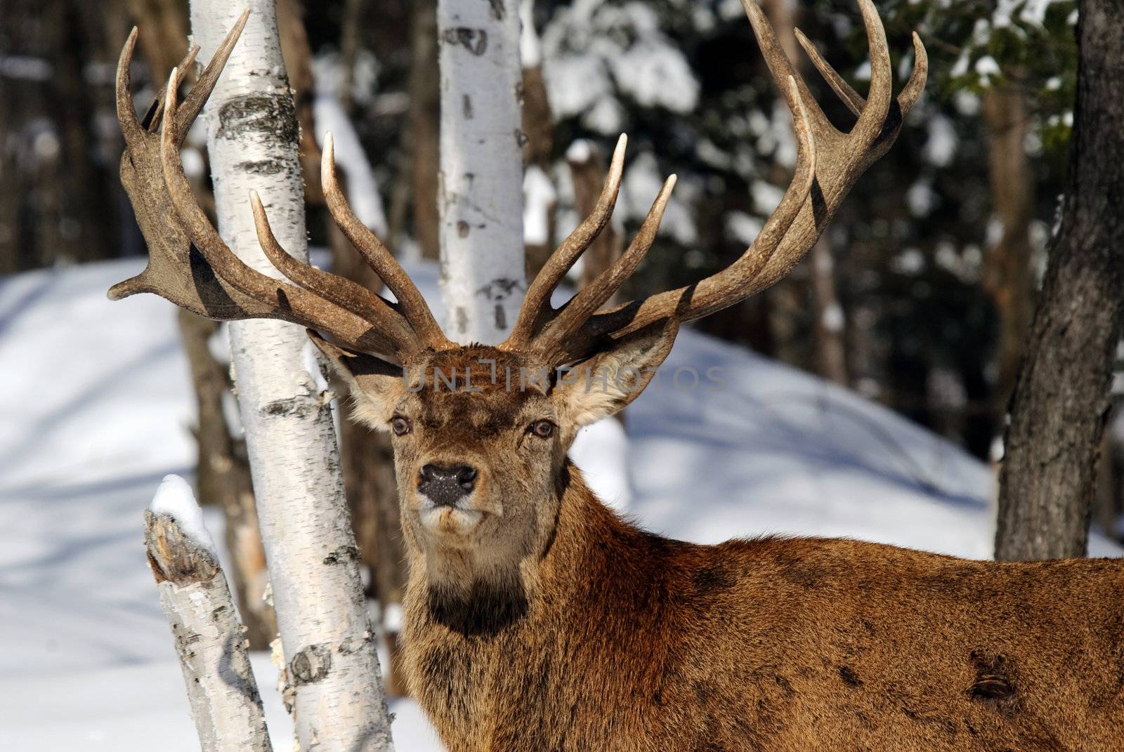 Wild elks in winter