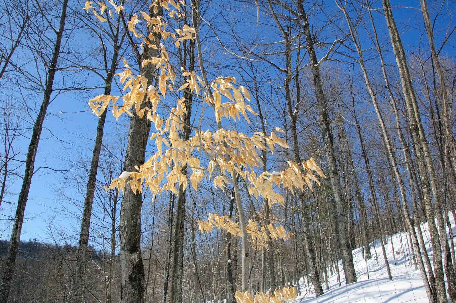 View of a northern forest in Winter