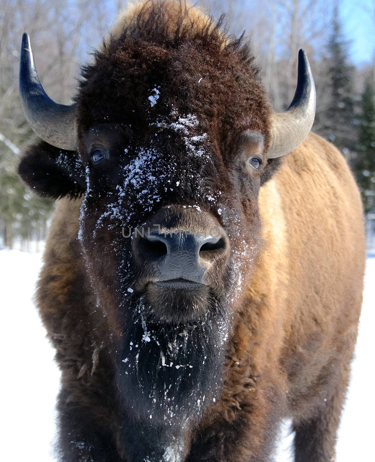 Close-up portrait of a bison