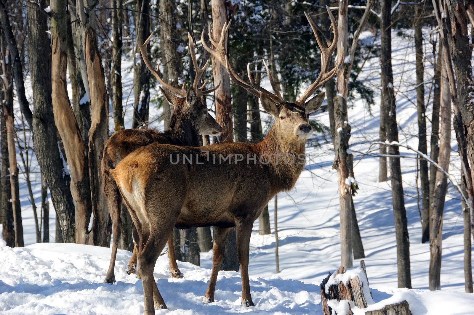 Wild elks in winter