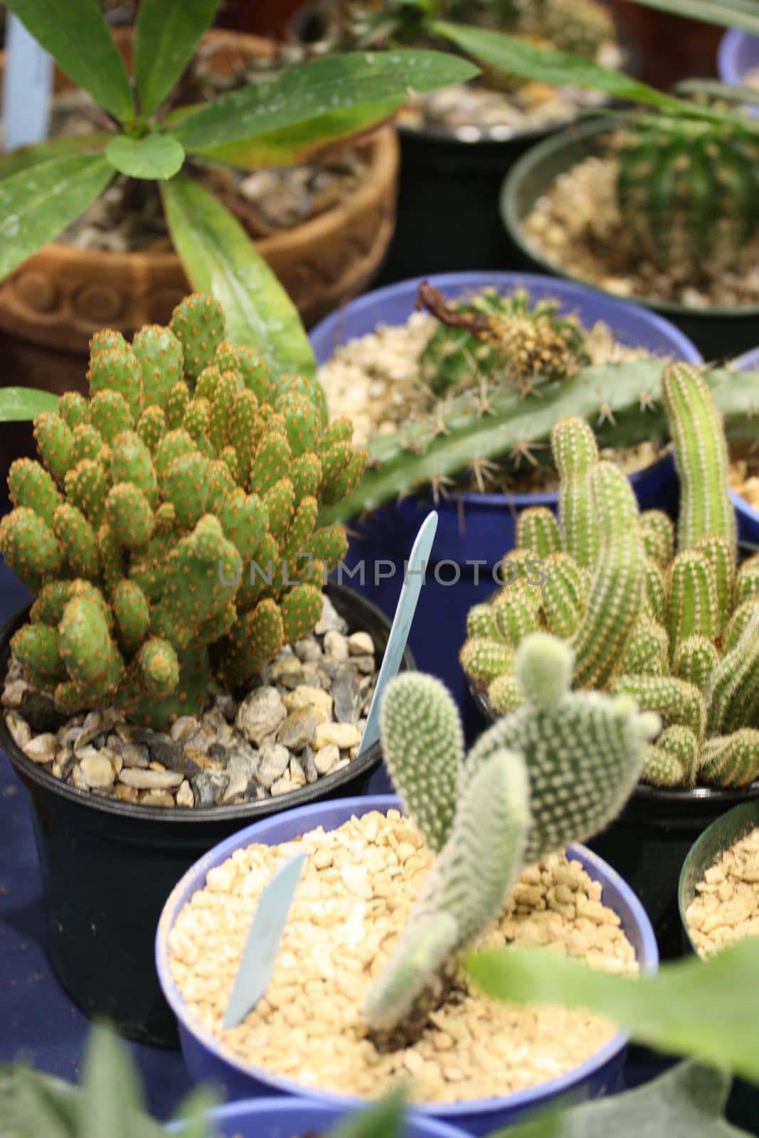 Cactuses close up showing unique pattern.