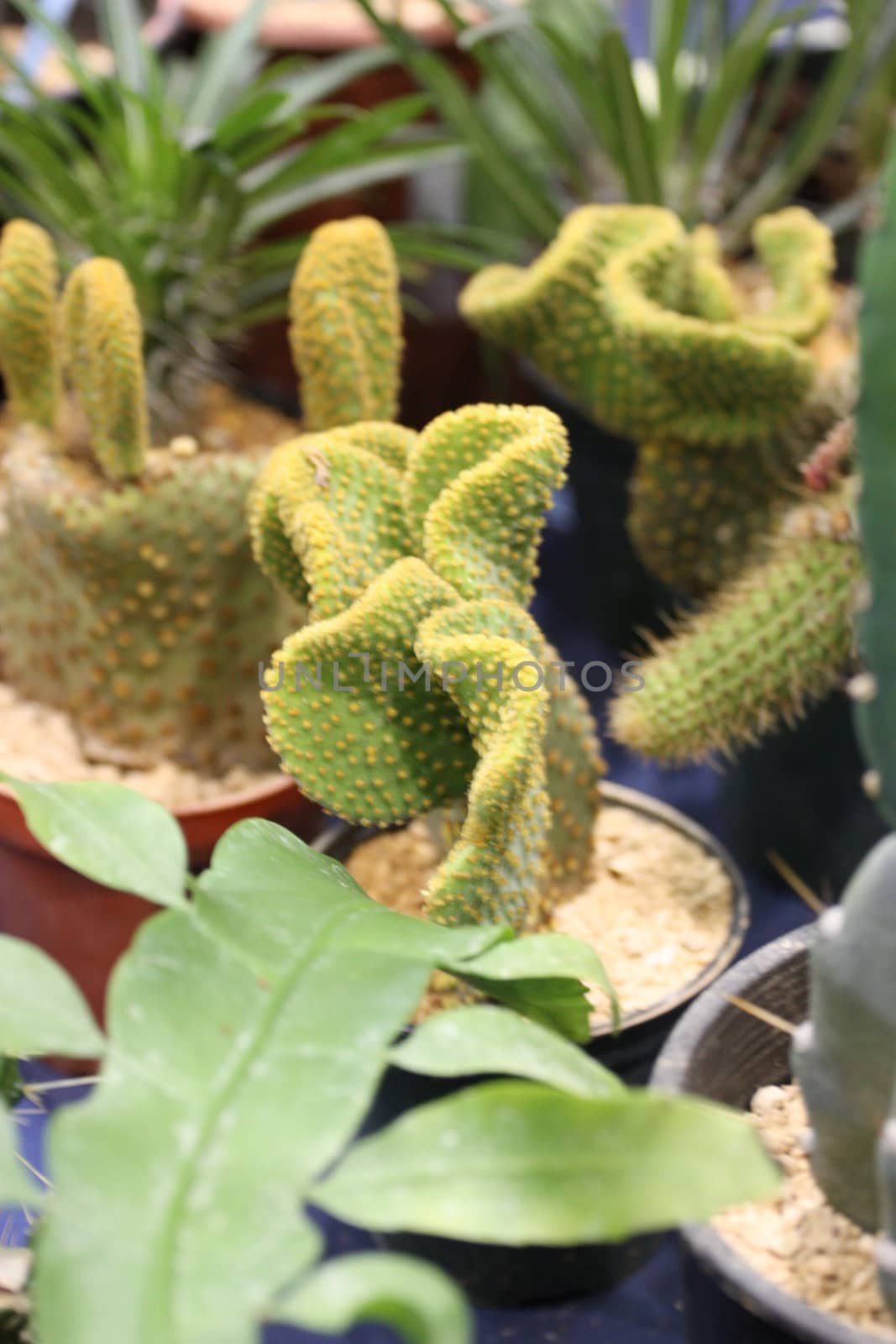 Cactuses close up showing unique pattern.