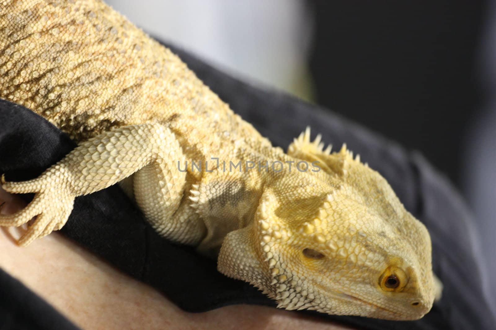 Close up of a small lizard.