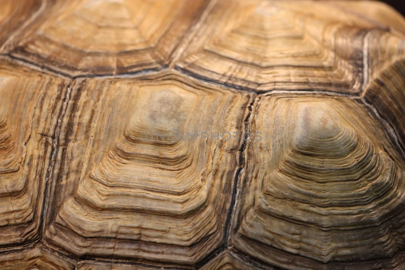 Close up of a turtle shell.