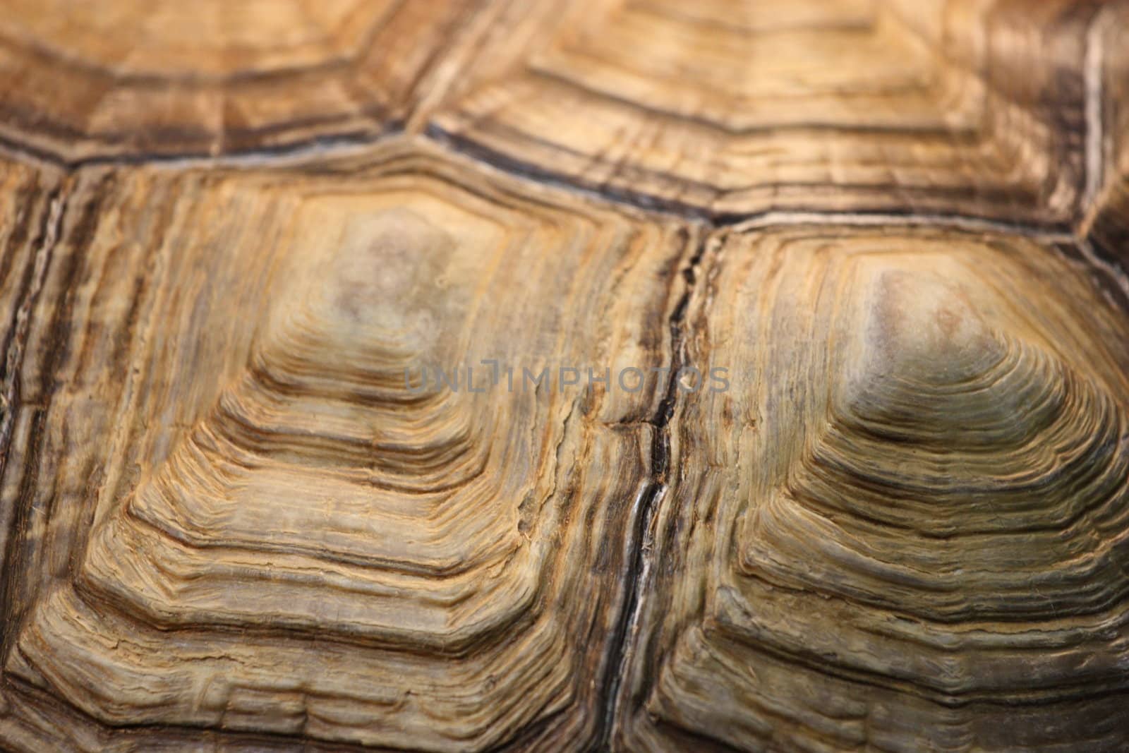 Turtle Shell by MichaelFelix