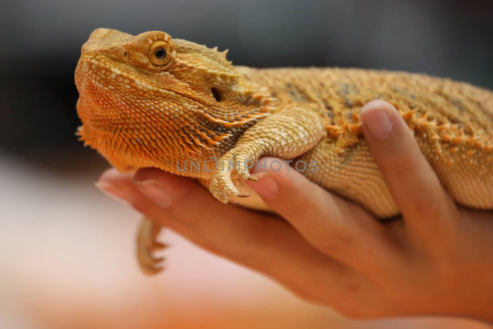 Close up of a small lizard.