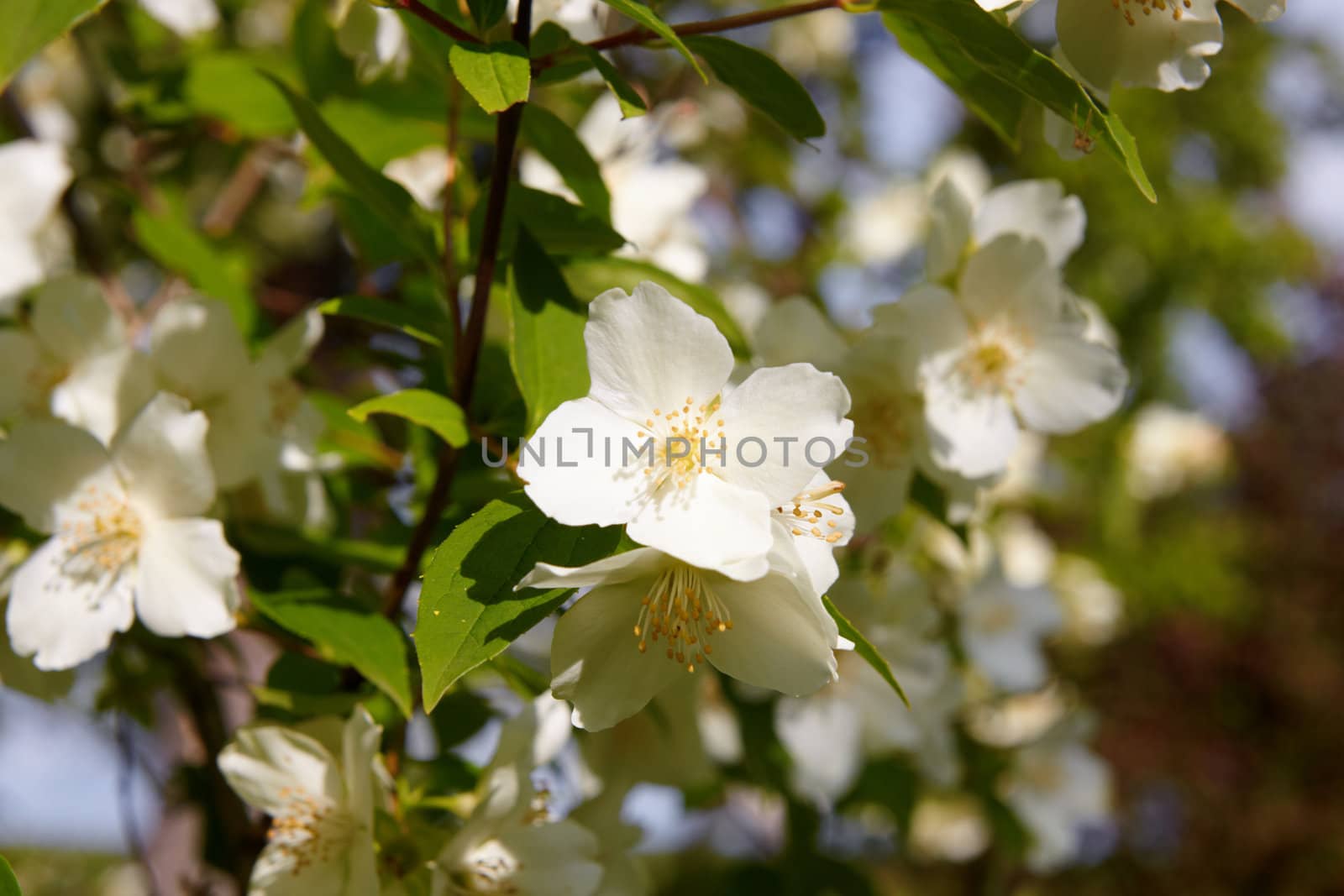 Seasonal beauty - blossom jasmine flower