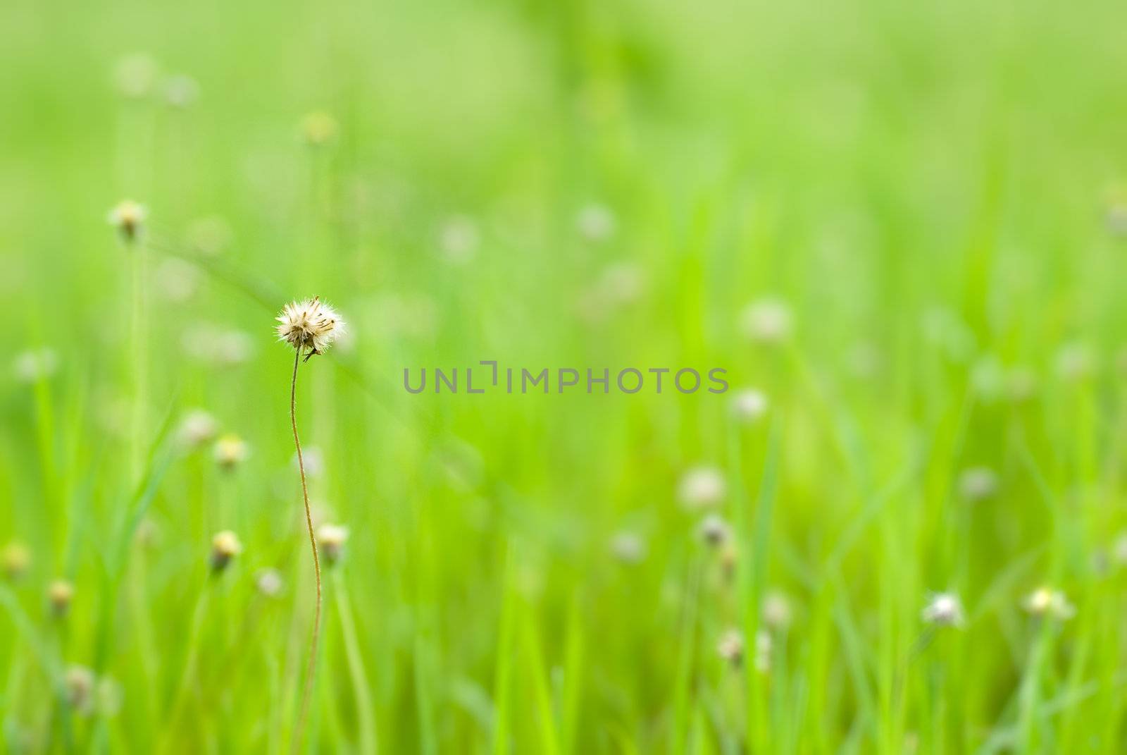 It is a natural beautiful green grass background.