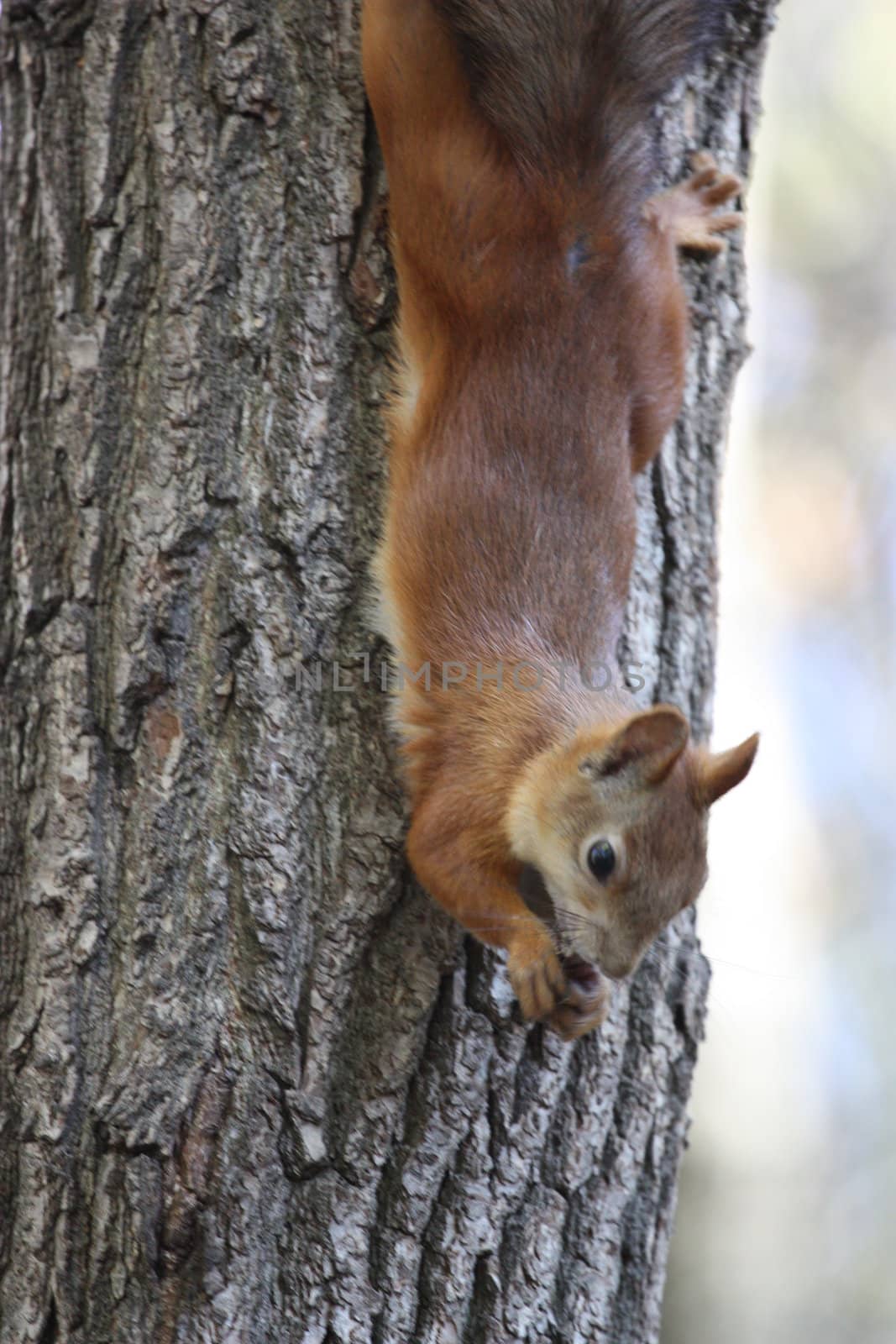 Close up of a cute squirrel.