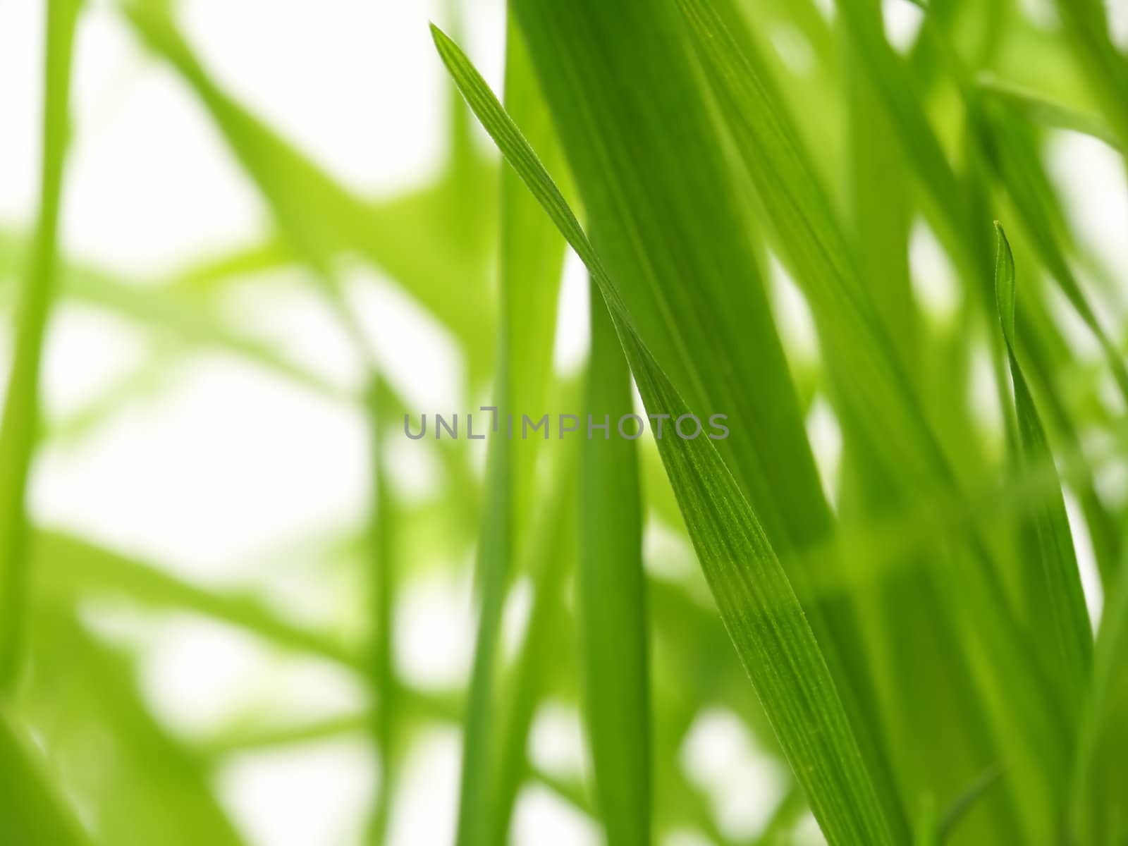 Green Grass with white background.