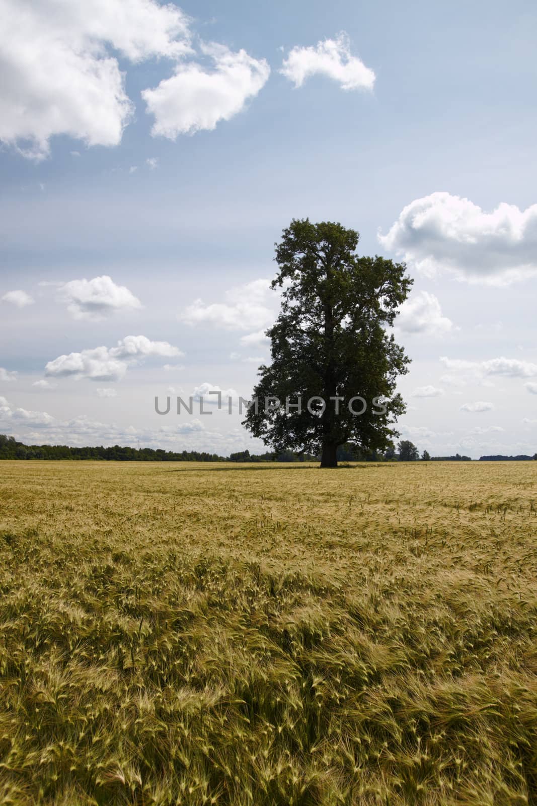 Lonely tree by Nikonas