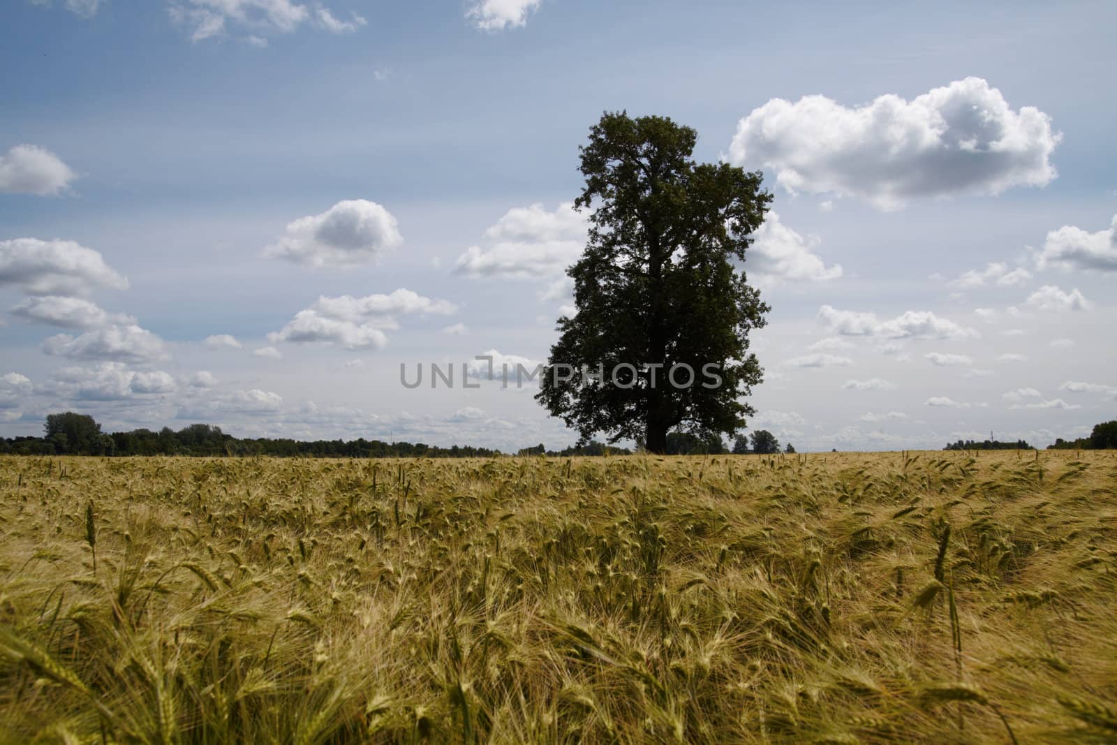 Landscape with lonely tree at summer barley field